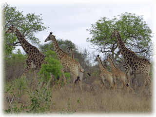 Giraffer i Kronobergs län