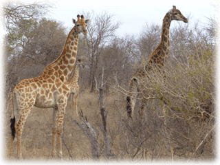 Giraffer i Dalarnas län